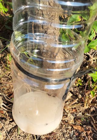 김중언님의 팜모닝 병해충 연구회 · 병해충 경험담 작성글 사진