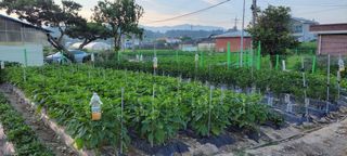 김중언님의 팜모닝 병해충 연구회 · 병해충 경험담 작성글 사진