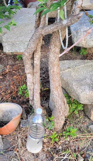 김중언님의 팜모닝 병해충 연구회 · 병해충 경험담 작성글 사진