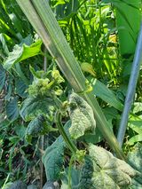 팜모닝 오이·병해충상담 게시글 이미지