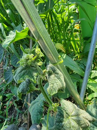 김만곤님의 오이 · 병해충상담 작성글 사진