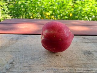 정순경님의 복숭아 · 자유게시판 작성글 사진