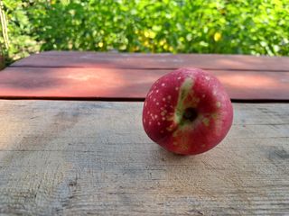 정순경님의 복숭아 · 자유게시판 작성글 사진