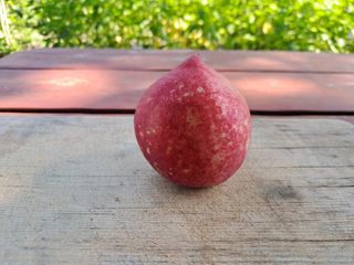 정순경님의 복숭아 · 자유게시판 작성글 사진