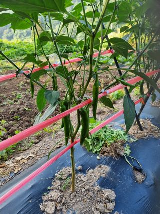 진주강가이버님의 고추 · 영농일지 작성글 사진