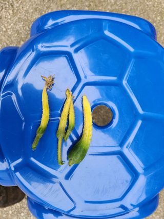 병아리농사꾼님의 오이 · 병해충상담 작성글 사진