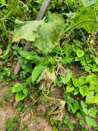 병아리농사꾼님의 오이 · 병해충상담 작성글 사진