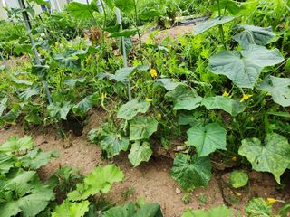 병아리농사꾼님의 오이 · 병해충상담 작성글 사진