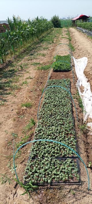 박상득님의 콩 · 영농일지 작성글 사진