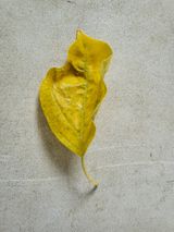 팜모닝 기타작물·병해충상담 게시글 이미지