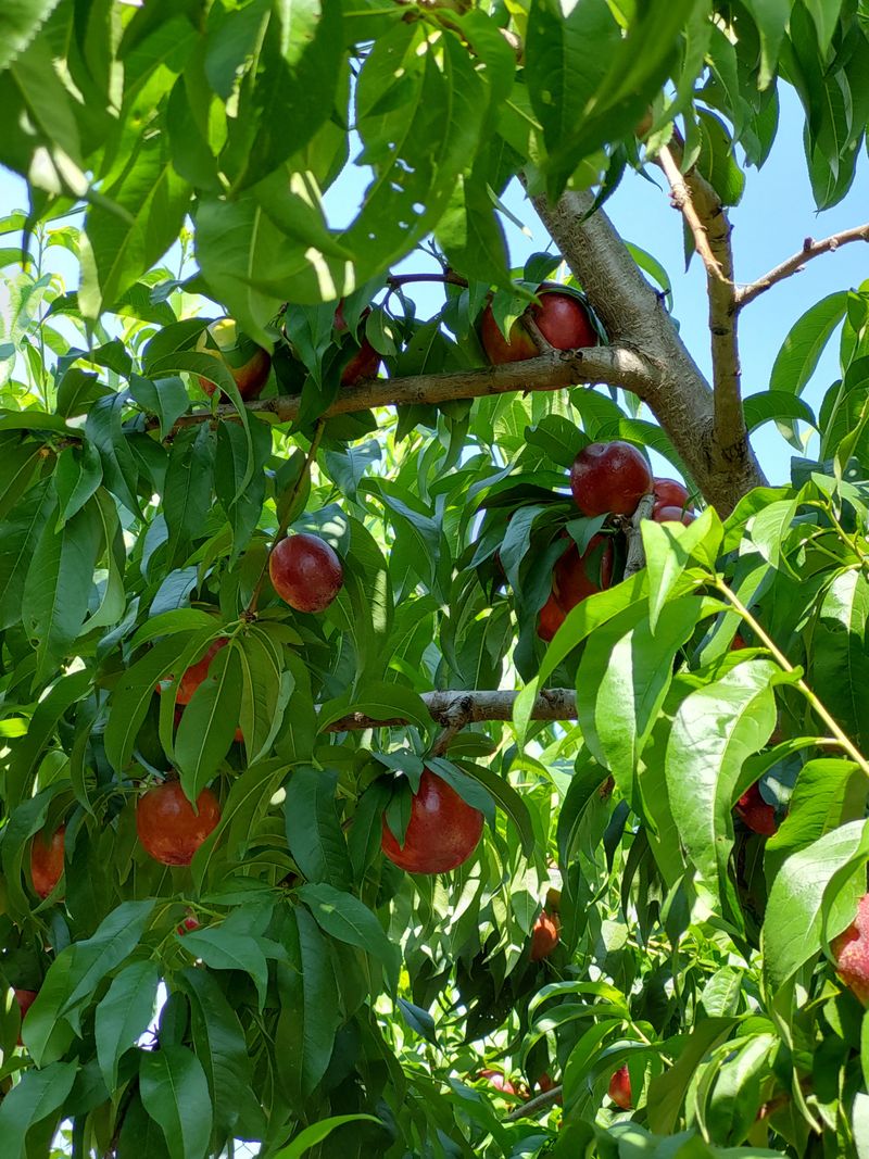 장터 상품 [신선, 신비 복숭아 무료로 드립니다] 썸네일