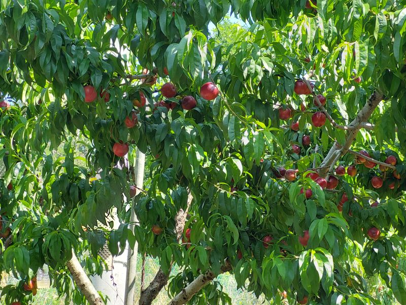 강동복숭아(채희)님의 장터 판매 상품 [신선, 신비 복숭아 무료로 드립니다] 첨부 사진