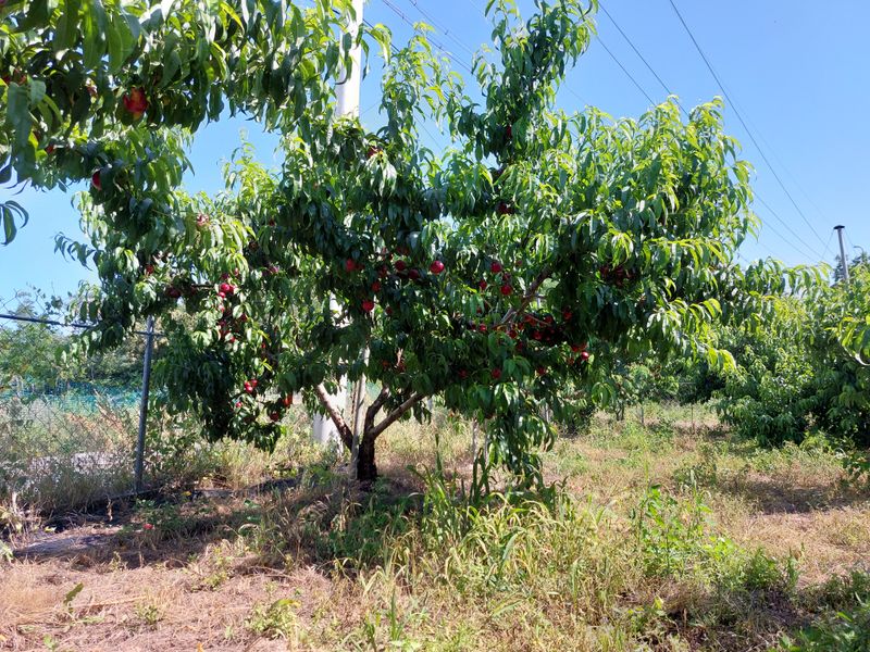 강동복숭아(채희)님의 장터 판매 상품 [신선, 신비 복숭아 무료로 드립니다] 첨부 사진