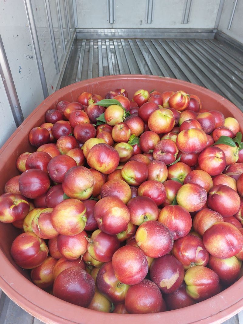 강동복숭아(채희)님의 장터 판매 상품 [신선, 신비 복숭아 무료로 드립니다] 첨부 사진