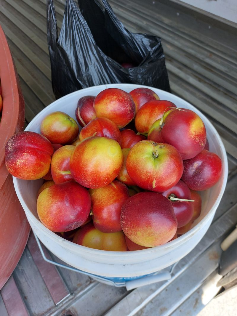 강동복숭아(채희)님의 장터 판매 상품 [신선, 신비 복숭아 무료로 드립니다] 첨부 사진