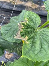 팜모닝 오이·병해충상담 게시글 이미지