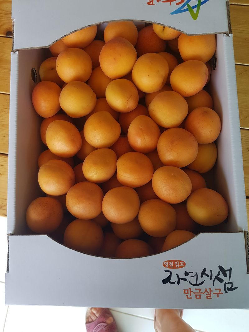 장터 상품 [만금살구5키로] 썸네일