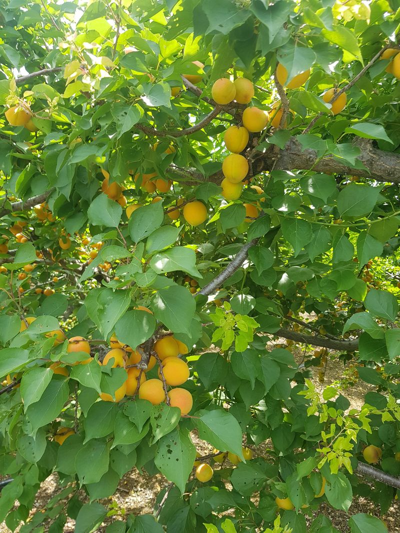 마늘  복숭아윤금자님의 장터 판매 상품 [만금살구5키로] 첨부 사진