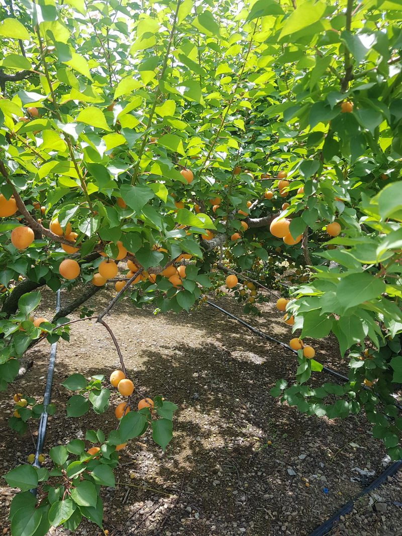 마늘  복숭아윤금자님의 장터 판매 상품 [만금살구5키로] 첨부 사진