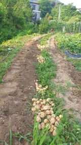 팜모닝 감자·자유게시판 게시글 이미지