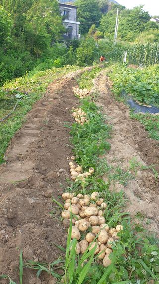 박상권님의 감자 · 자유게시판 작성글 사진