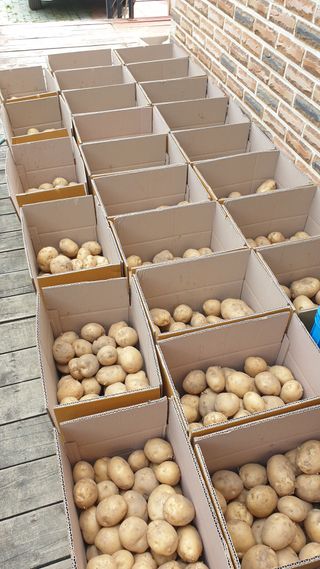 박상권님의 감자 · 자유게시판 작성글 사진