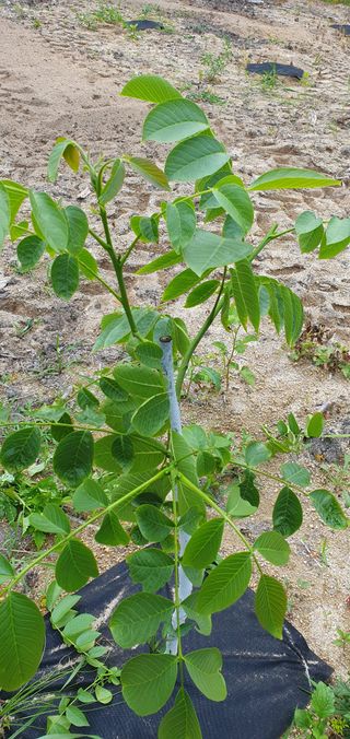 한수리농원님의 매일매일 농사공부 · 자유게시판 작성글 사진