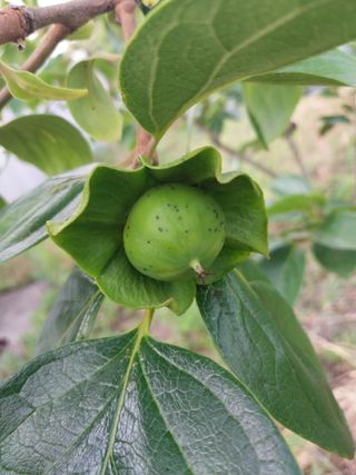 합장님의 감 · 병해충상담 작성글 사진