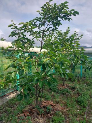 합장님의 감 · 병해충상담 작성글 사진