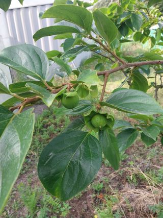 합장님의 감 · 병해충상담 작성글 사진