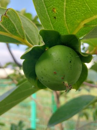 합장님의 감 · 병해충상담 작성글 사진