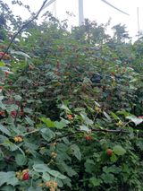 팜모닝 장마 대비 어떻게 하셨나요?·참여 게시글 이미지