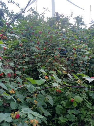 양배추20073님의 장마 대비 어떻게 하셨나요? · 참여 작성글 사진