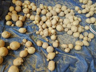 용인시님의 감자 · 자유게시판 작성글 사진