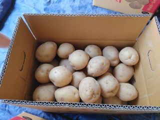 용인시님의 감자 · 자유게시판 작성글 사진