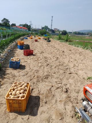 용인시님의 감자 · 자유게시판 작성글 사진