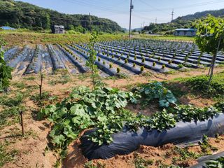 또롱이아빠님의 장마 대비 어떻게 하셨나요? · 참여 작성글 사진