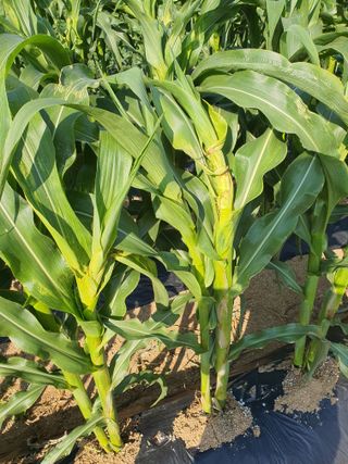 마늘18469님의 옥수수 · 병해충상담 작성글 사진