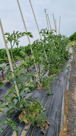 주화숙님의 장마 대비 어떻게 하셨나요? · 참여 작성글 사진