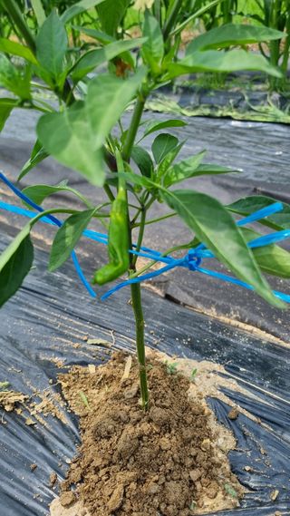 주화숙님의 장마 대비 어떻게 하셨나요? · 참여 작성글 사진