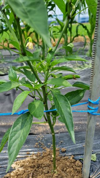 주화숙님의 장마 대비 어떻게 하셨나요? · 참여 작성글 사진