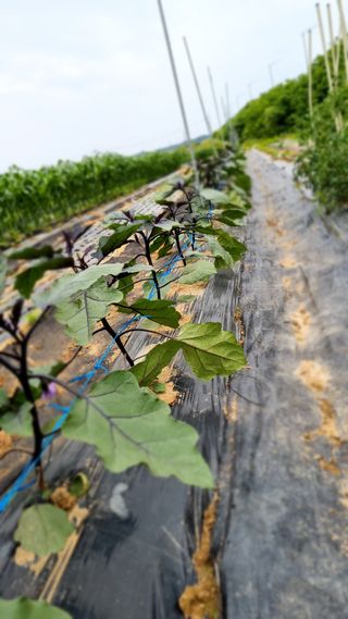 주화숙님의 장마 대비 어떻게 하셨나요? · 참여 작성글 사진