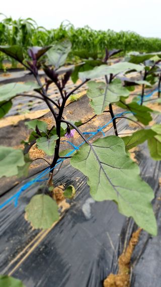 주화숙님의 장마 대비 어떻게 하셨나요? · 참여 작성글 사진