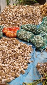 팜모닝 장마 대비 어떻게 하셨나요?·참여 게시글 이미지