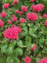 팜모닝 들깨·자유게시판 게시글 이미지