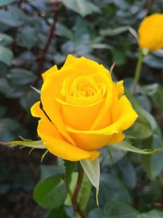 해뜨는농원/강혜광님의 들깨 · 자유게시판 작성글 사진