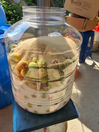 코지팜스테이님의 매실 · 영농일지 작성글 사진