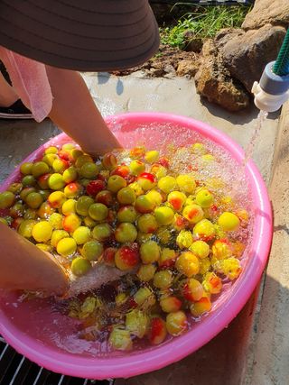 코지팜스테이님의 매실 · 영농일지 작성글 사진