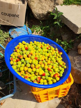 코지팜스테이님의 매실 · 영농일지 작성글 사진