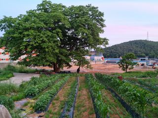 권오정님의 매실 · 자유게시판 작성글 사진